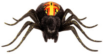Wild Pets, Spindel i bur